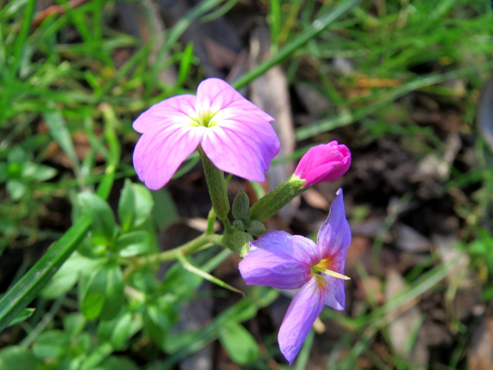 20141207Erysimum_cheiri2