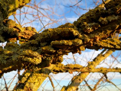 20150113Ulmus_minor3