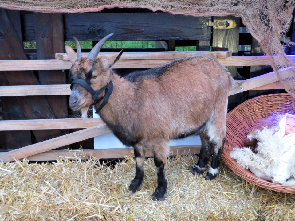 20141206Wackenberg2