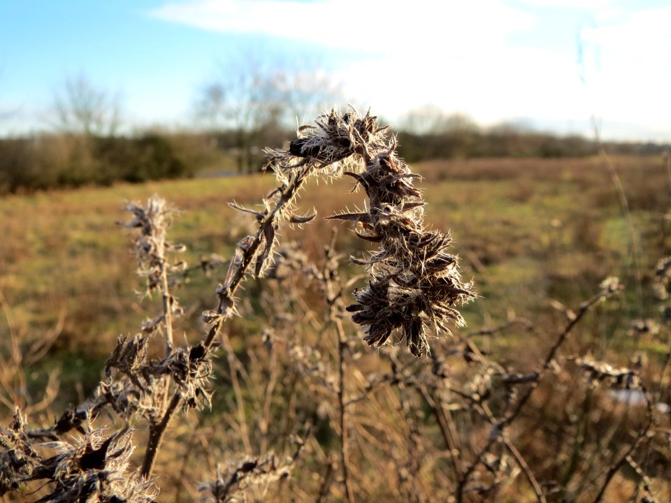 20150113Echium_vulgare3