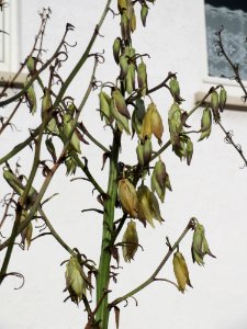 20150111Yucca_baccata1