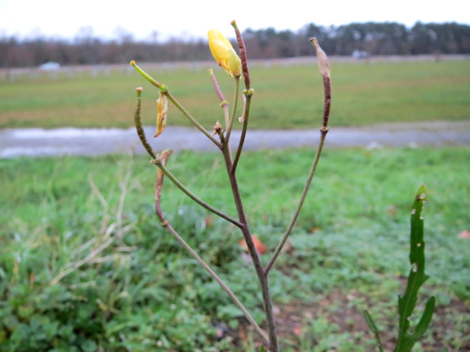 20141216Diplotaxis_tenuifolia