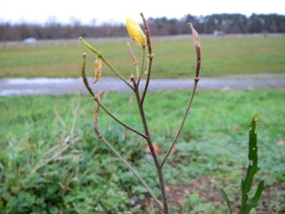 20141216Diplotaxis_tenuifolia