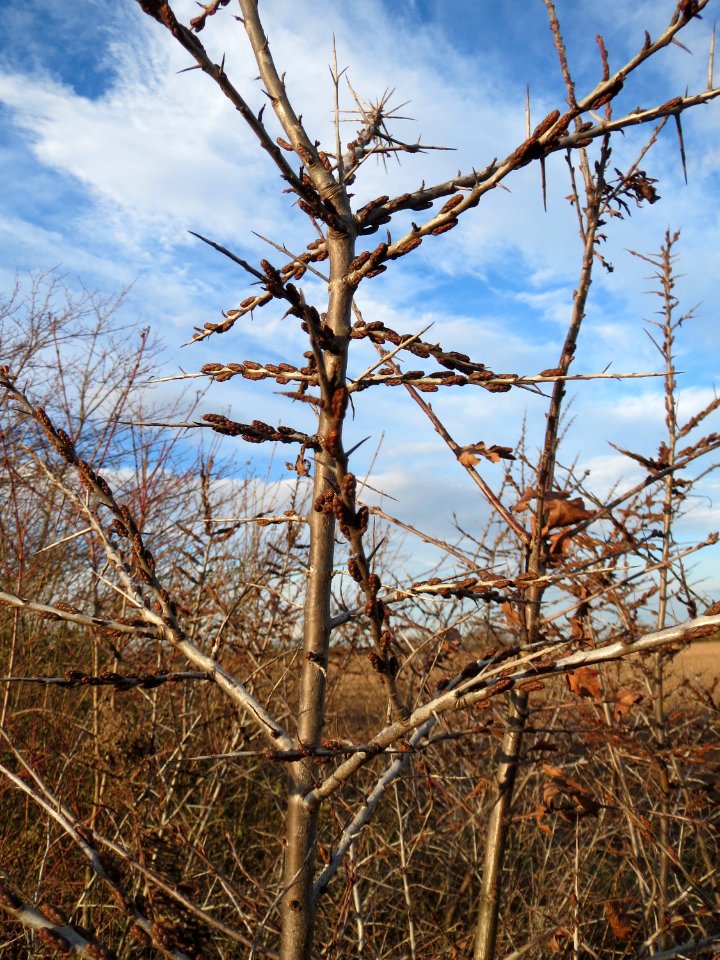 20150113Hippophae_rhamnoides4