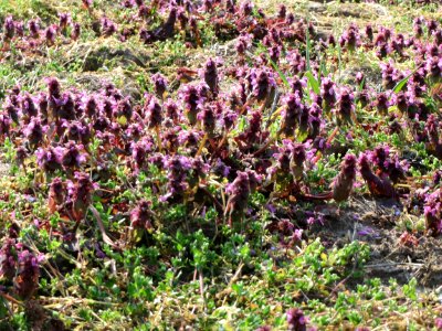 20150320Lamium_purpureum2