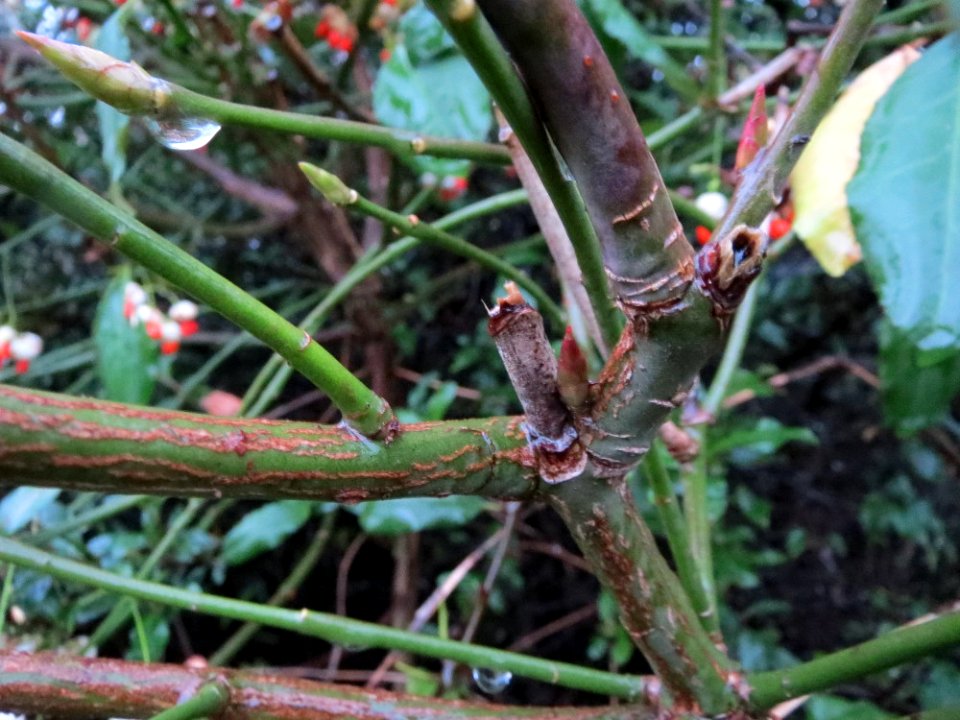 20141227Euonymus_japonicus3