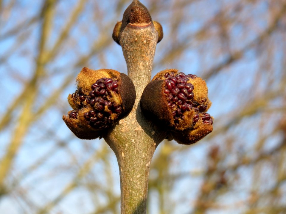 20150320Fraxinus_excelsior4