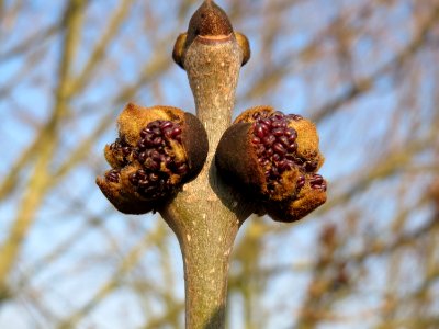 20150320Fraxinus_excelsior4