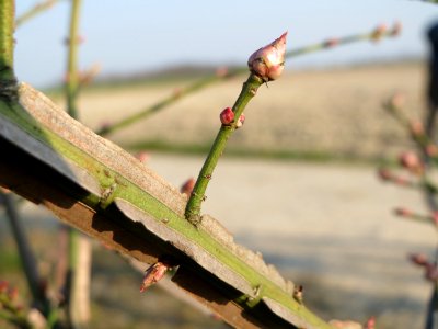 20150320Euonymus_alatus6
