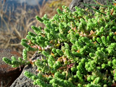 20141207Sedum_acre3