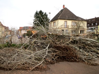 20150115Populus_alba2
