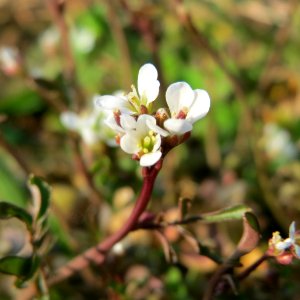 20150320Cardamine_hirsuta2_(cropped)