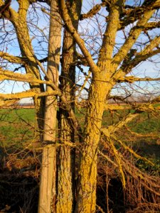 20150113Ulmus_minor2