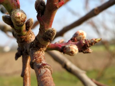 20150319Prunus_dulcis4