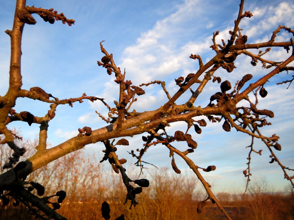 20150113Prunus_spinosa1