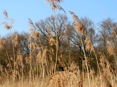 20150320Phragmites_australis1