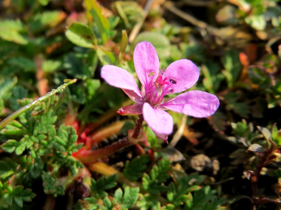 20150320Erodium_cicutarium2
