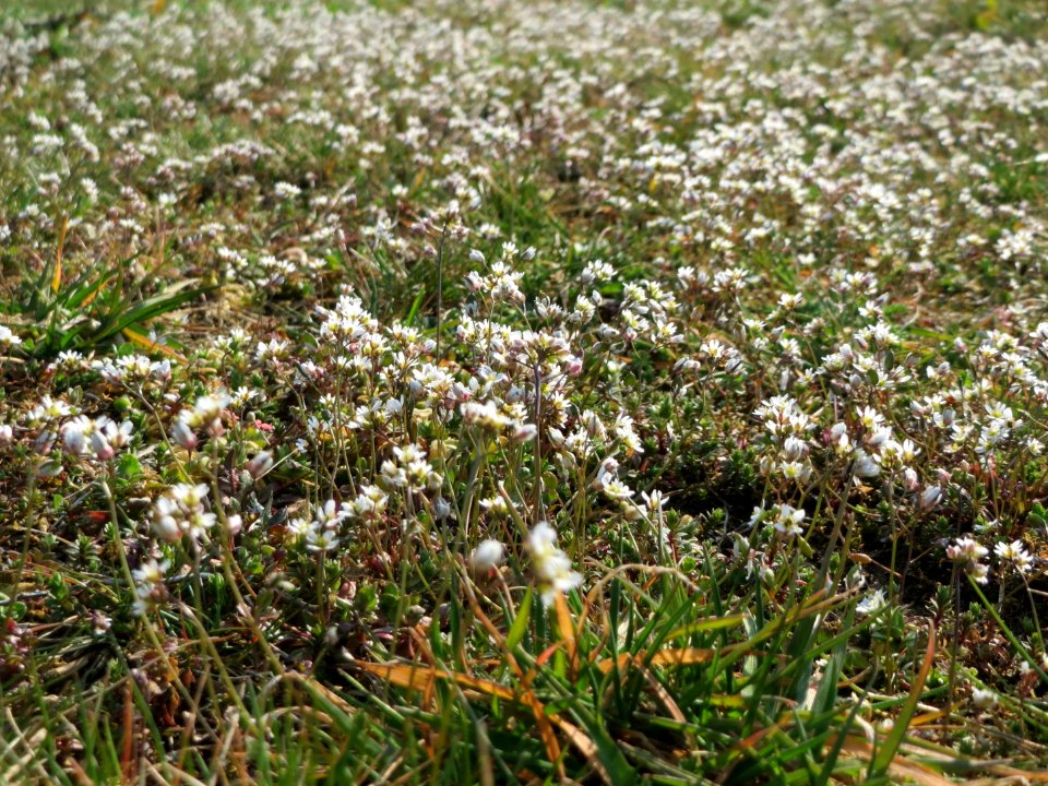 20150320Draba_verna