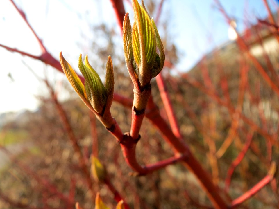 20150320Cornus_alba3