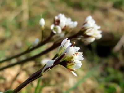 20150319Cardamine_hirsuta4