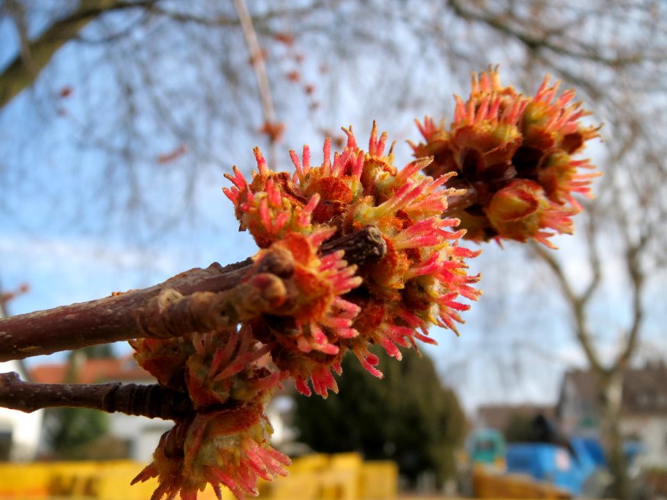 20150316Acer_saccharinum4