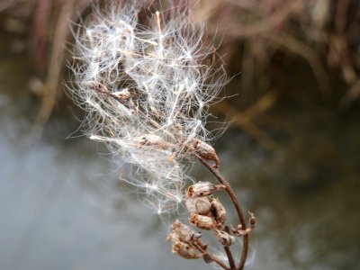 20150315Typha_latifolia9