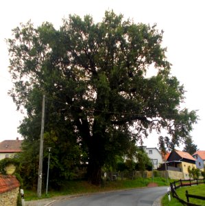 2015_Pesterwitz_Naturdenkmal_Pesteiche