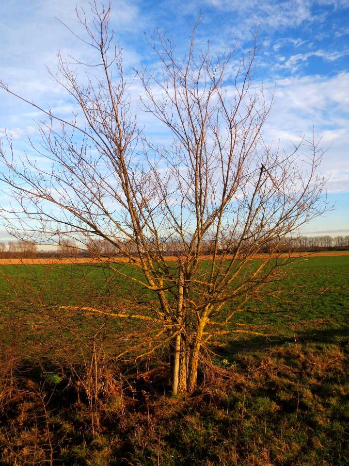 20150113Ulmus_minor1