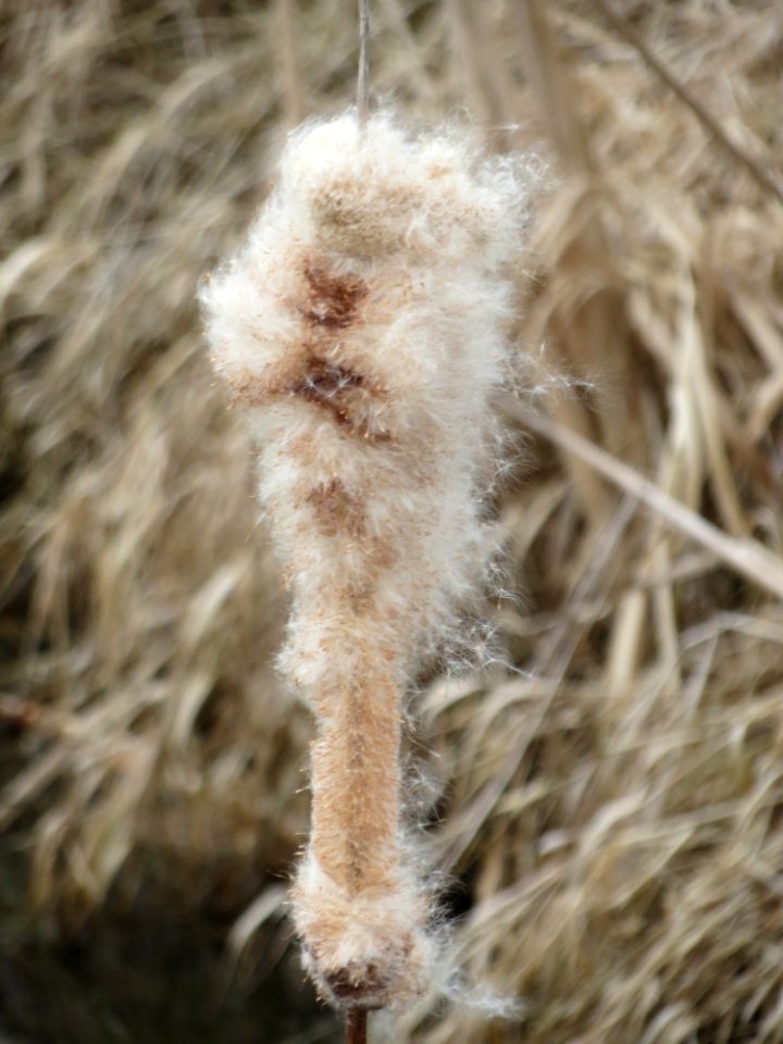 20150315Typha_latifolia5