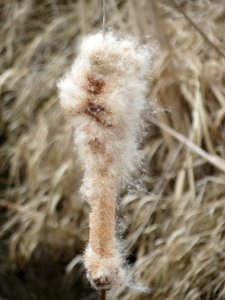 20150315Typha_latifolia5