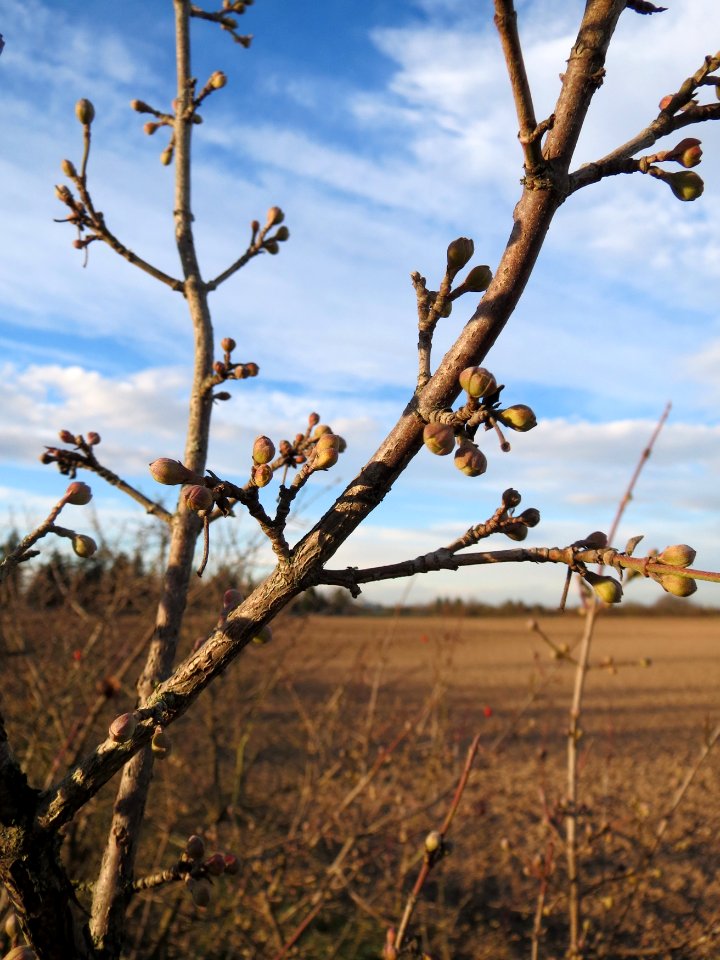 20150113Cornus_mas3