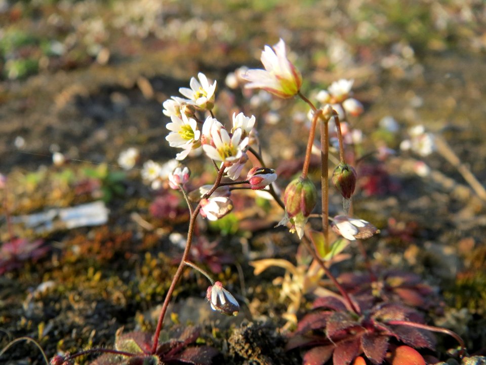 20150316Draba_verna6
