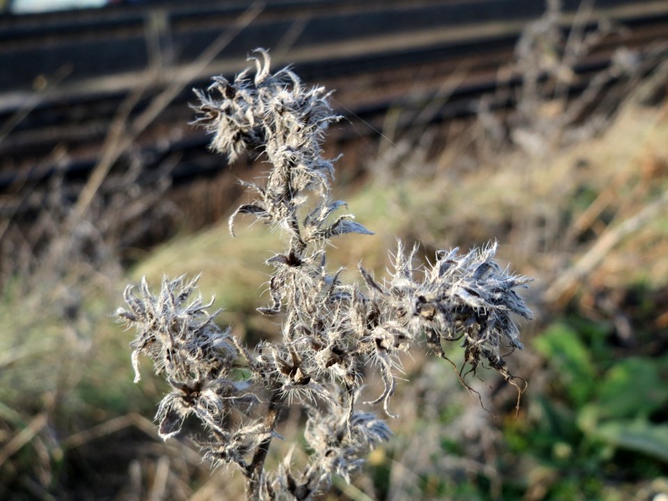 20150113Echium_vulgare1
