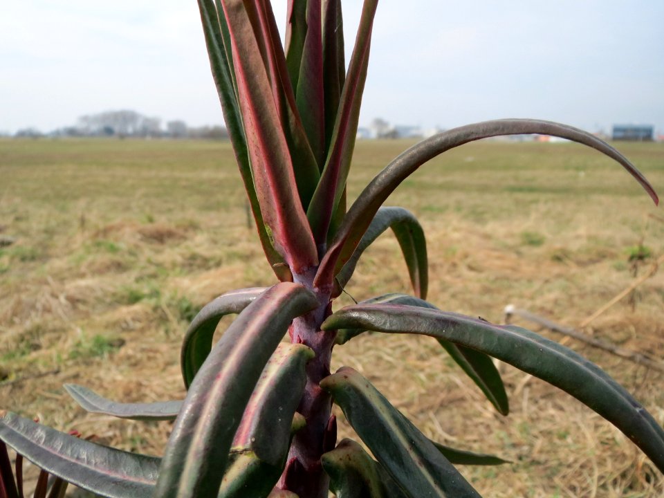 20150316Euphorbia_lathyris7