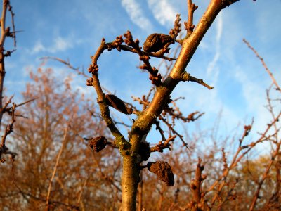 20150113Prunus_spinosa2
