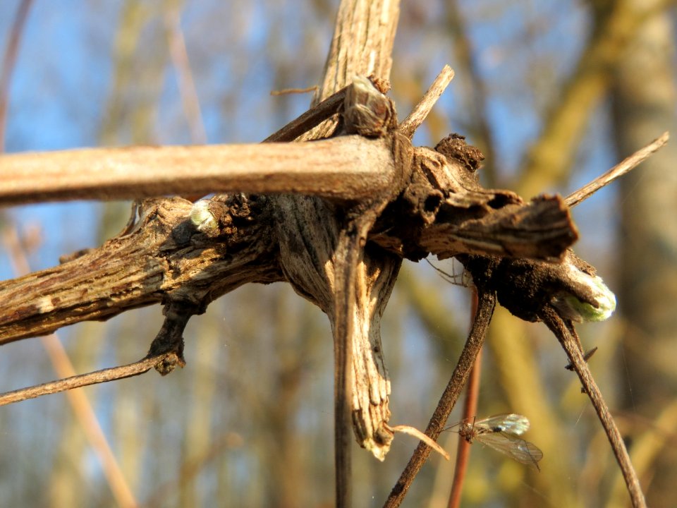 20150316Clematis_vitalba1