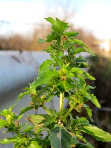 20150113Mercurialis_annua2