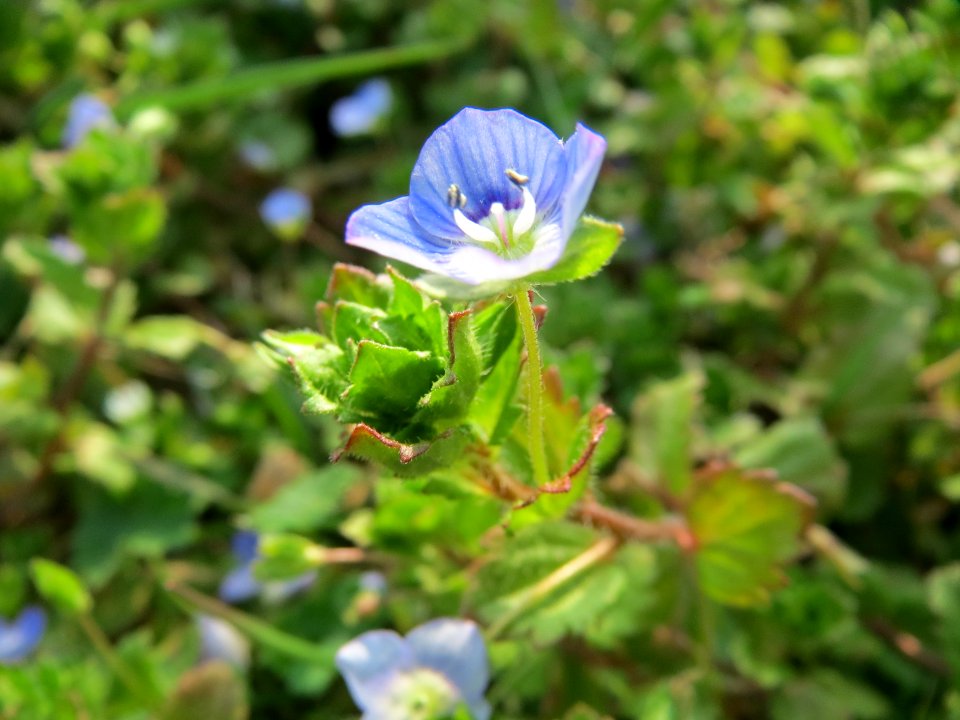 20150319Veronica_persica1
