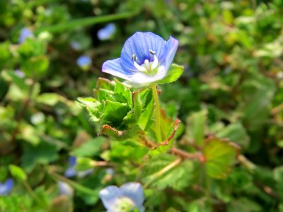 20150319Veronica_persica1