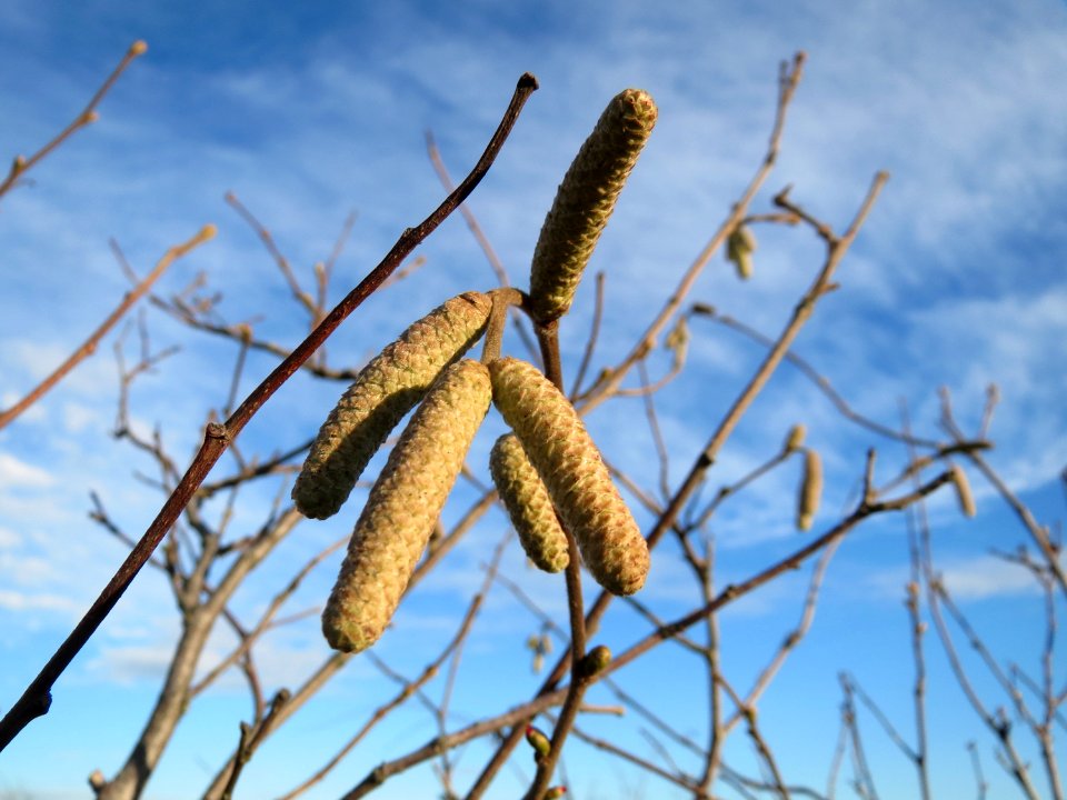 20150113Corylus_avellana2