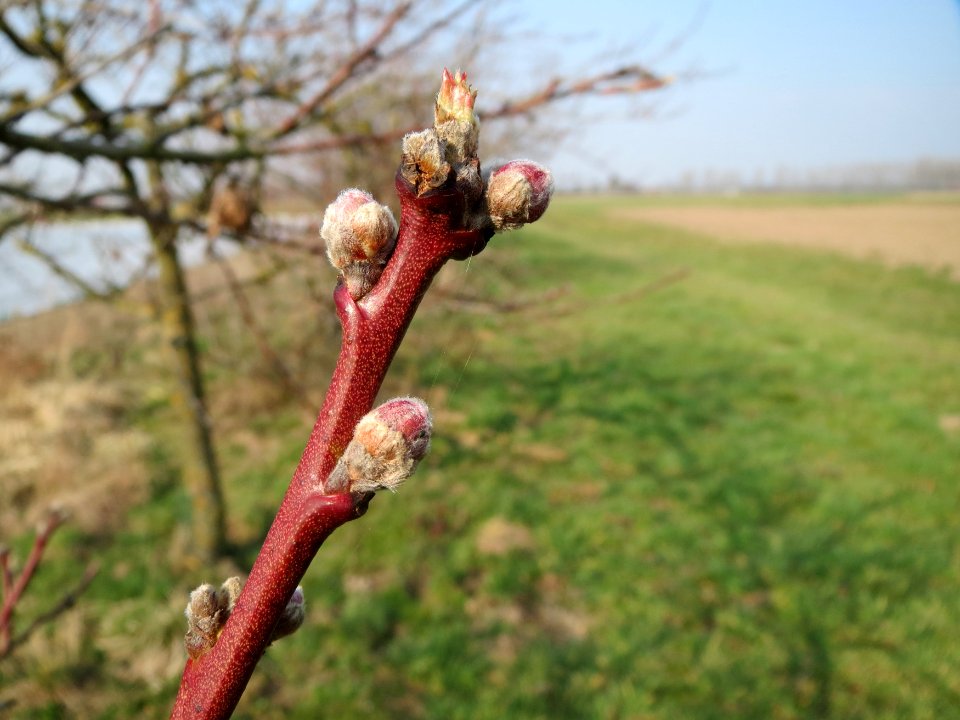 20150319Prunus_dulcis6