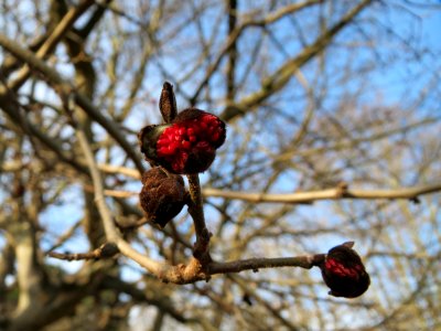 20150118Parrotia_persica3