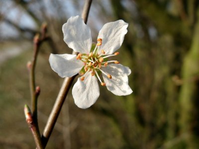 20150319Prunus_cerasifera4