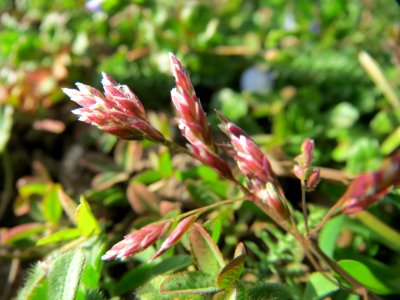 20150317Poa_annua2