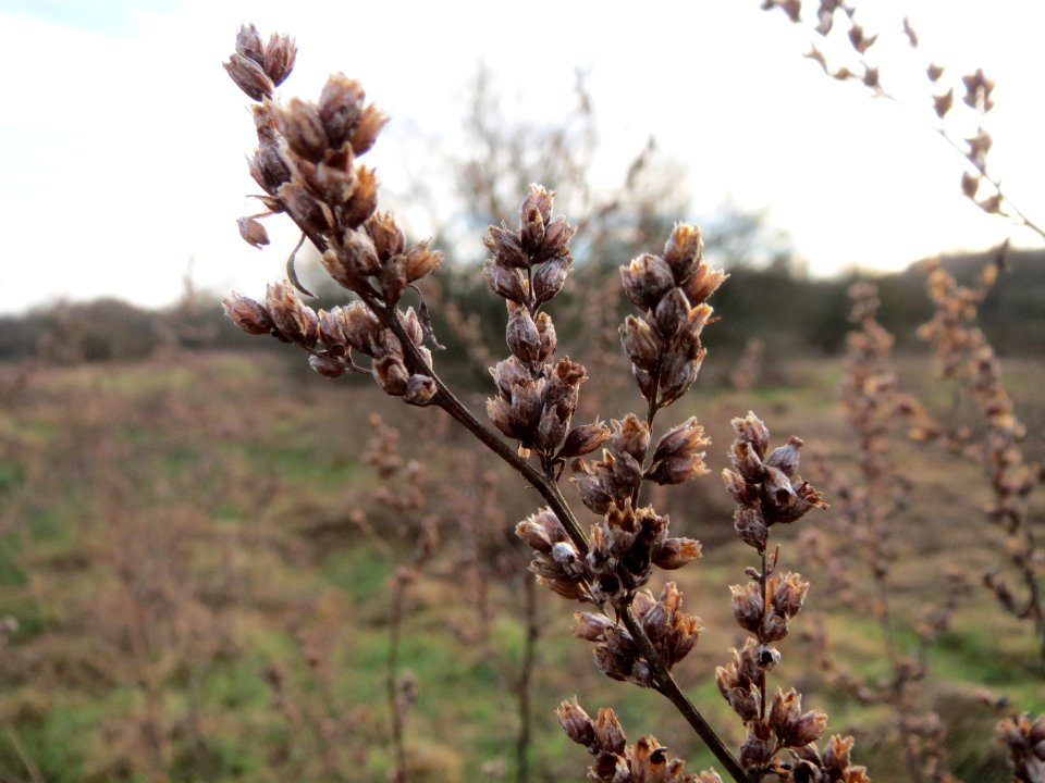 20150118Artemisia_vulgaris2