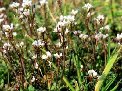 20150318Cardamine_hirsuta4