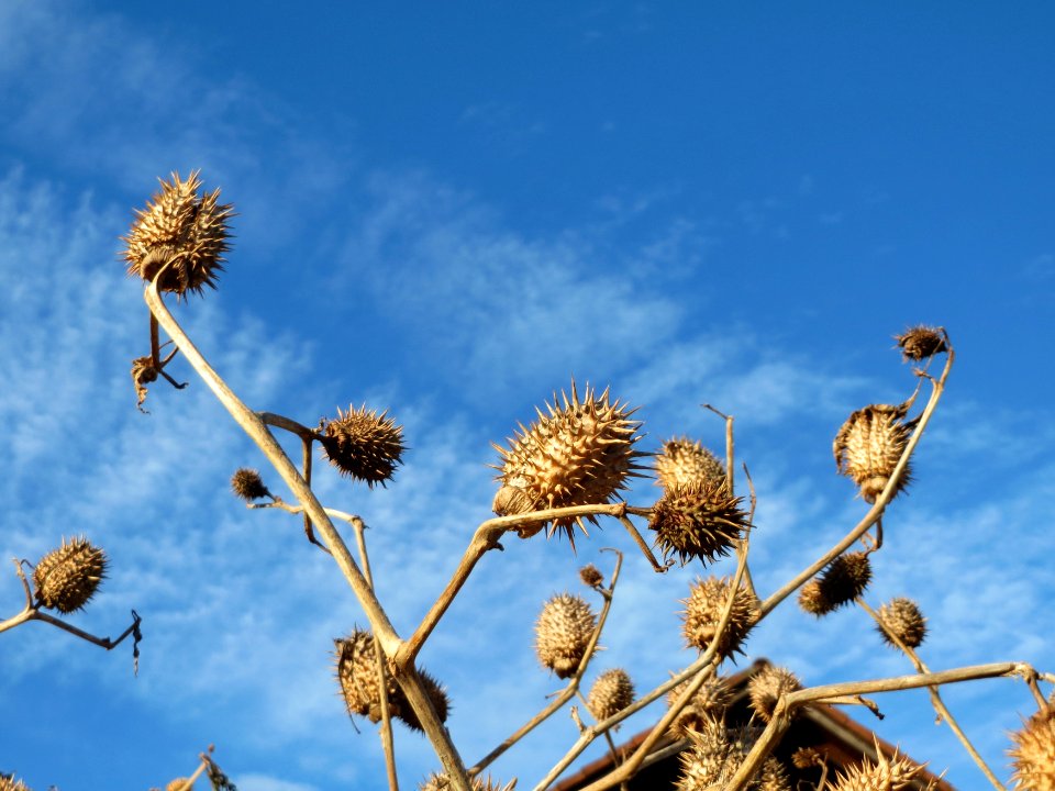 20150113Datura_stramonium1
