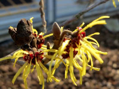 20150318Hamamelis_virginiana6