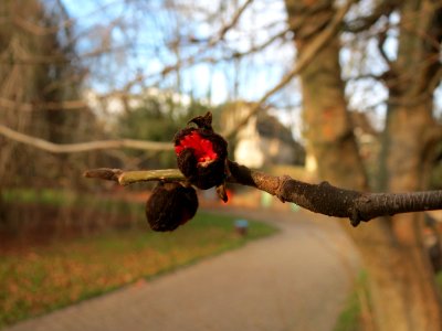 20150117Parrotia_persica3