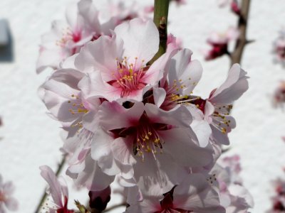 20150318Prunus_dulcis2